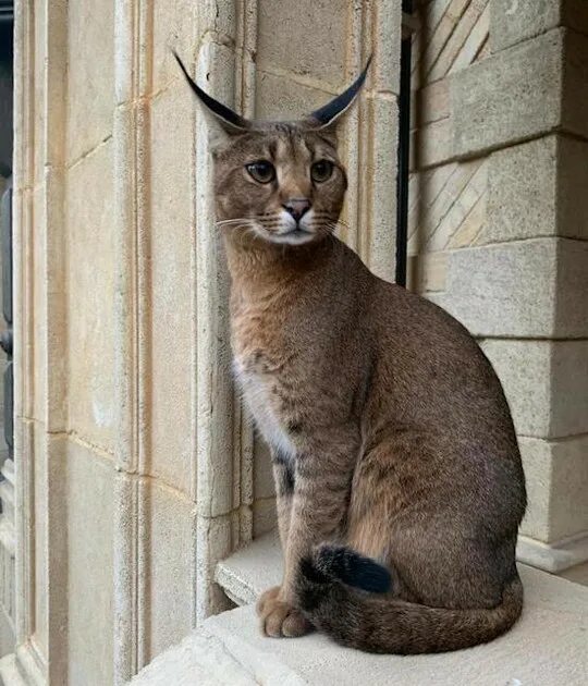Каракет кошка цена фото В элитном посёлке "Довиль" убили кошку стоимостью полмиллиона рублей