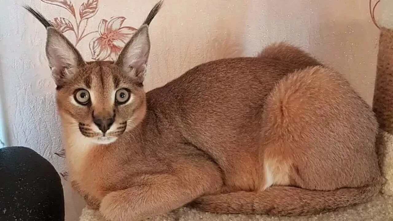 Каракет кошка цена фото Удивительные КОШКИ-ГИБРИДЫ. Домашние кошки с дикими корнями - YouTube
