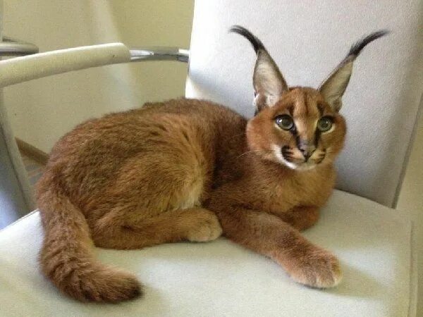 Каракет кошка цена фото caracal for sale - Google Search Caracal cat, Small wild cats, Caracal kittens