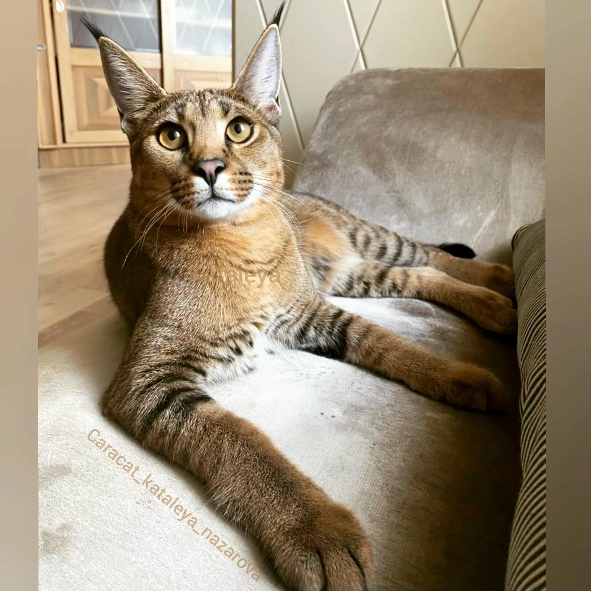 Каракет кошка цена фото Породы кошек крупных пород фото: найдено 88 картинок