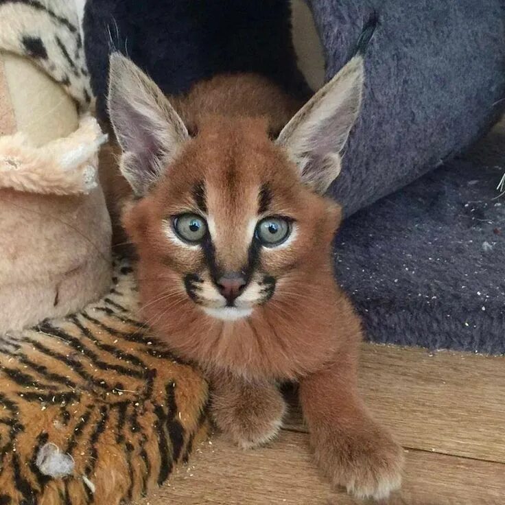 Каракет кошка цена фото Épinglé par Deborah J. Harper sur Animals