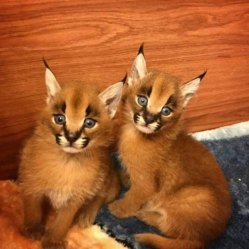 Каракет кошка цена фото Стоит ли заменять домашнюю кошку каракалом? МанкиБлог Дзен