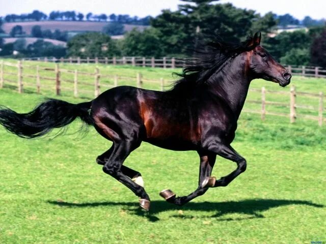 Караковая масть лошади фото Спортивные лошади Horse wallpaper, Horses, Horse photos