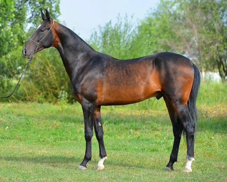 Караковая масть лошади фото Bayim - Farm stud DACOR Horse breeds, Pretty horses, Akhal teke