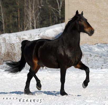Караковая масть лошади фото seal brown rabicano - Yahoo Search Results Красивые лошади, Лошади, Серая лошадь