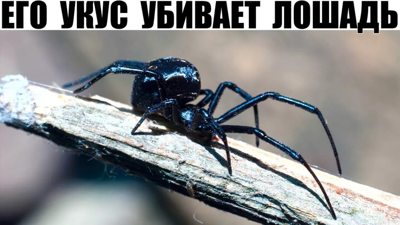 Каракурт паук астрахань фото Самый ядовитый паук России и Украины!! - YouTube