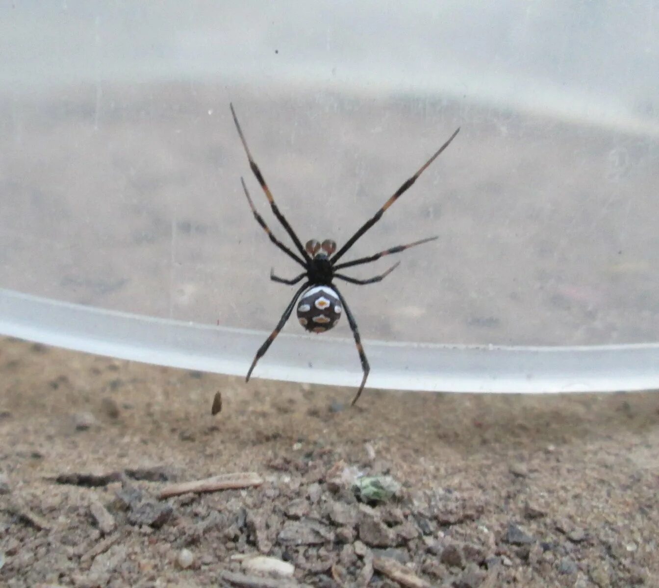 Каракурт паук астрахань фото Каракурт - Latrodectus tredecimguttatus (Самец) - Альбомы пользователей - Форум.