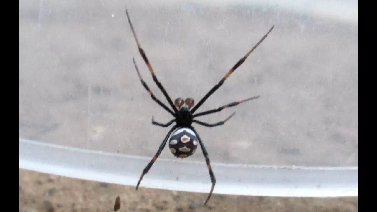 Каракурт паук астрахань фото Астрахань,Каракурт - Latrodectus tredecimguttatus (Самец) - YouTube