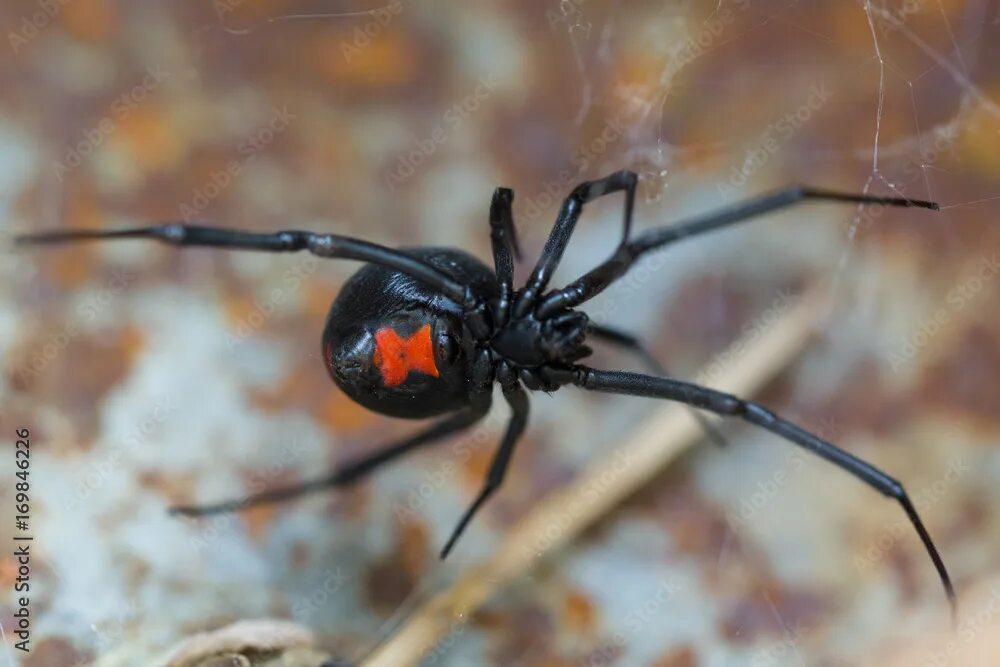 Каракурт паук астрахань фото Species Latrodectus mactans. Black widow spider. Фотографія Stock Adobe Stock