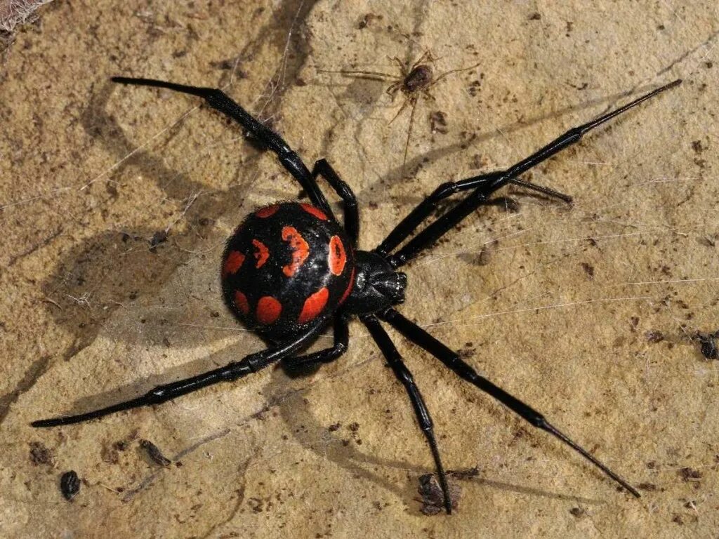 Каракурт паук астрахань фото Каракурт (лат. Latrodectus tredecimguttatus)