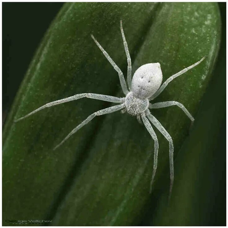Каракурт паук белый фото Spider Crab spider, Spider species, Spider