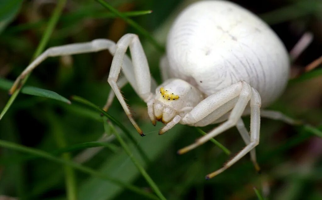 Каракурт паук белый фото White Spider Lurking in Grass Thanks to Graham (Cosper Wos. Flickr
