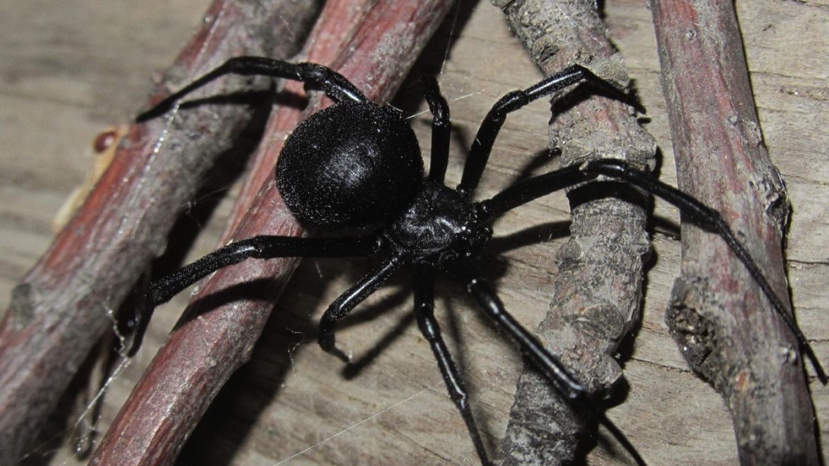 Каракурт в крыму фото Pin on Пауки Spider, Animals, Insects