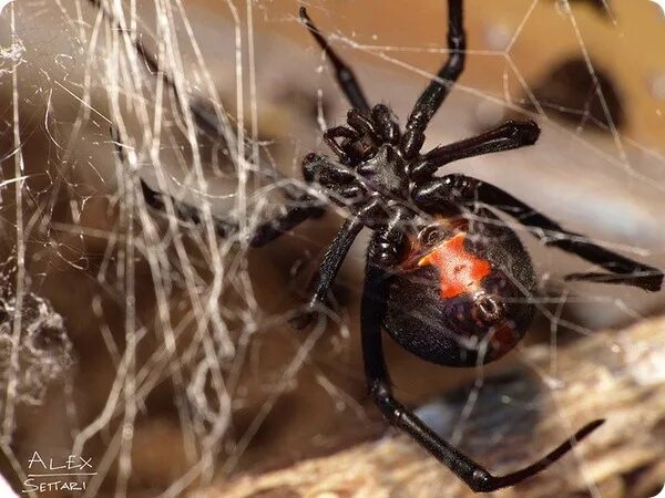 Каракурт в крыму фото Черная вдова (лат. Latrodectus mactans)