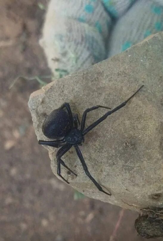 Каракурт в крыму фото Охота Рыбалка Общество охотников и рыболовов Общество любителей природы. ВКонтак