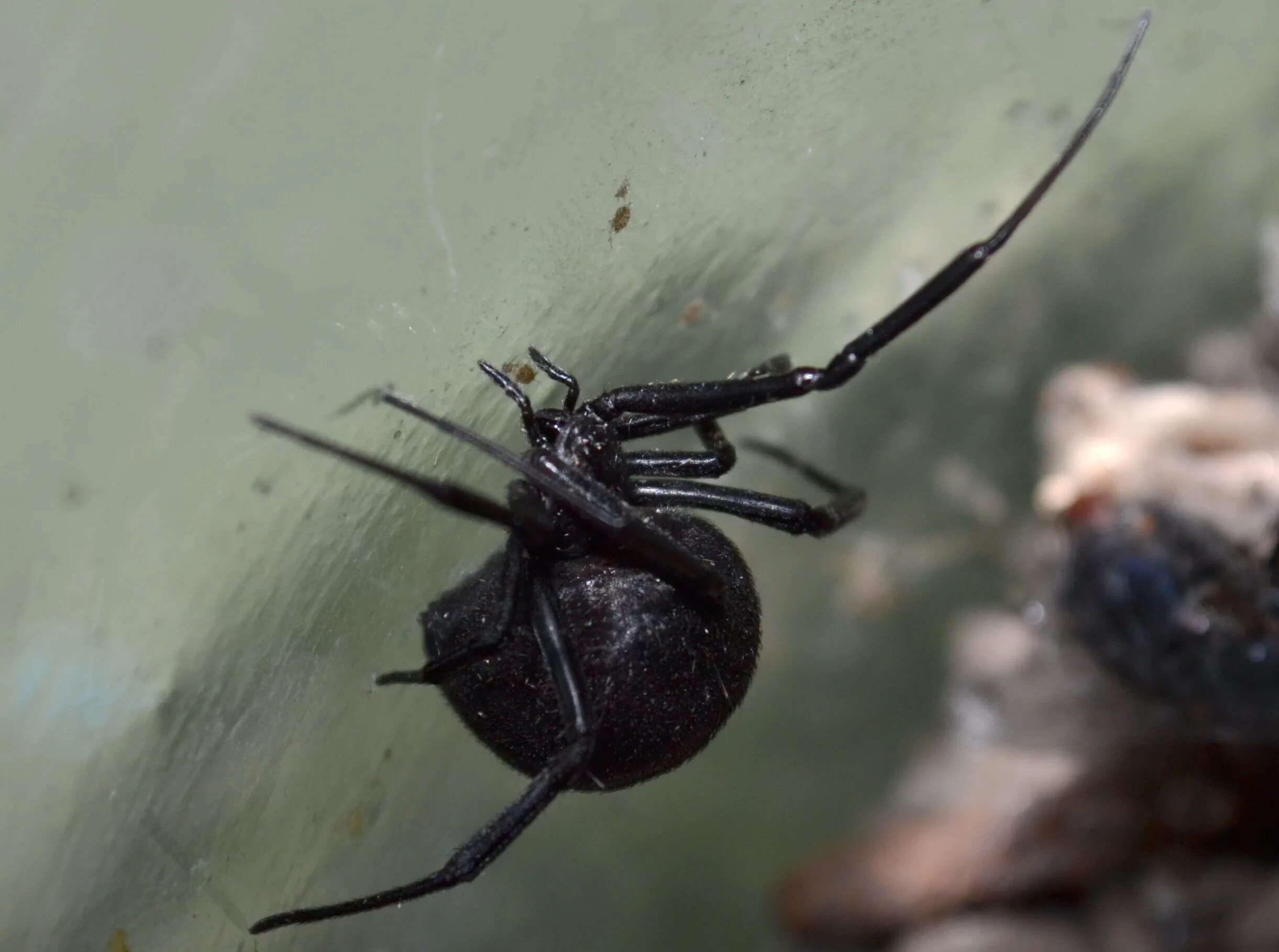 Каракурт в крыму фото Latrodectus tredecimguttatus