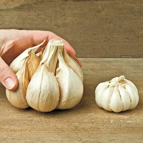 Карамболь чеснок фото и описание Elephant Garlic Gurney's Seed & Nursery Co.