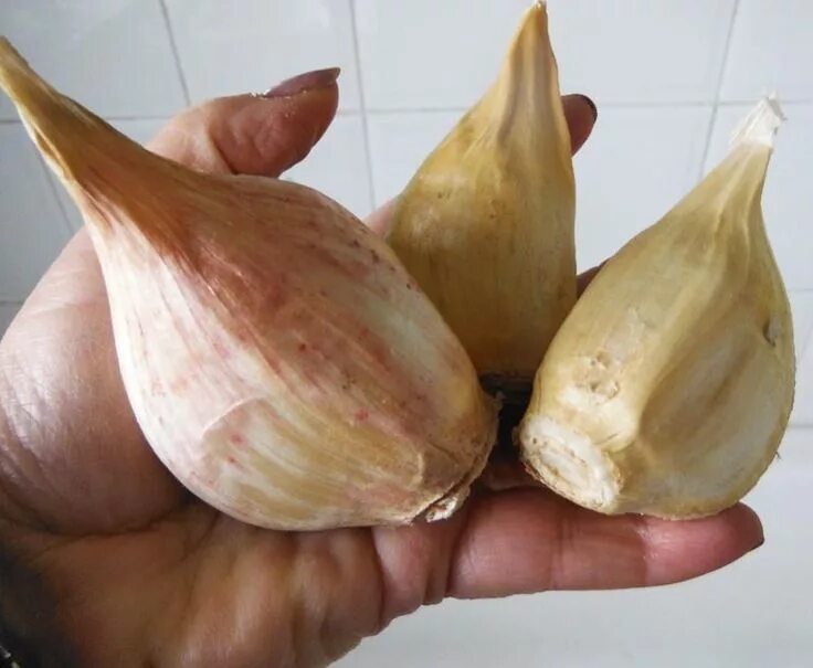 Карамболь чеснок фото и описание Elephant Garlic(clove Medium)