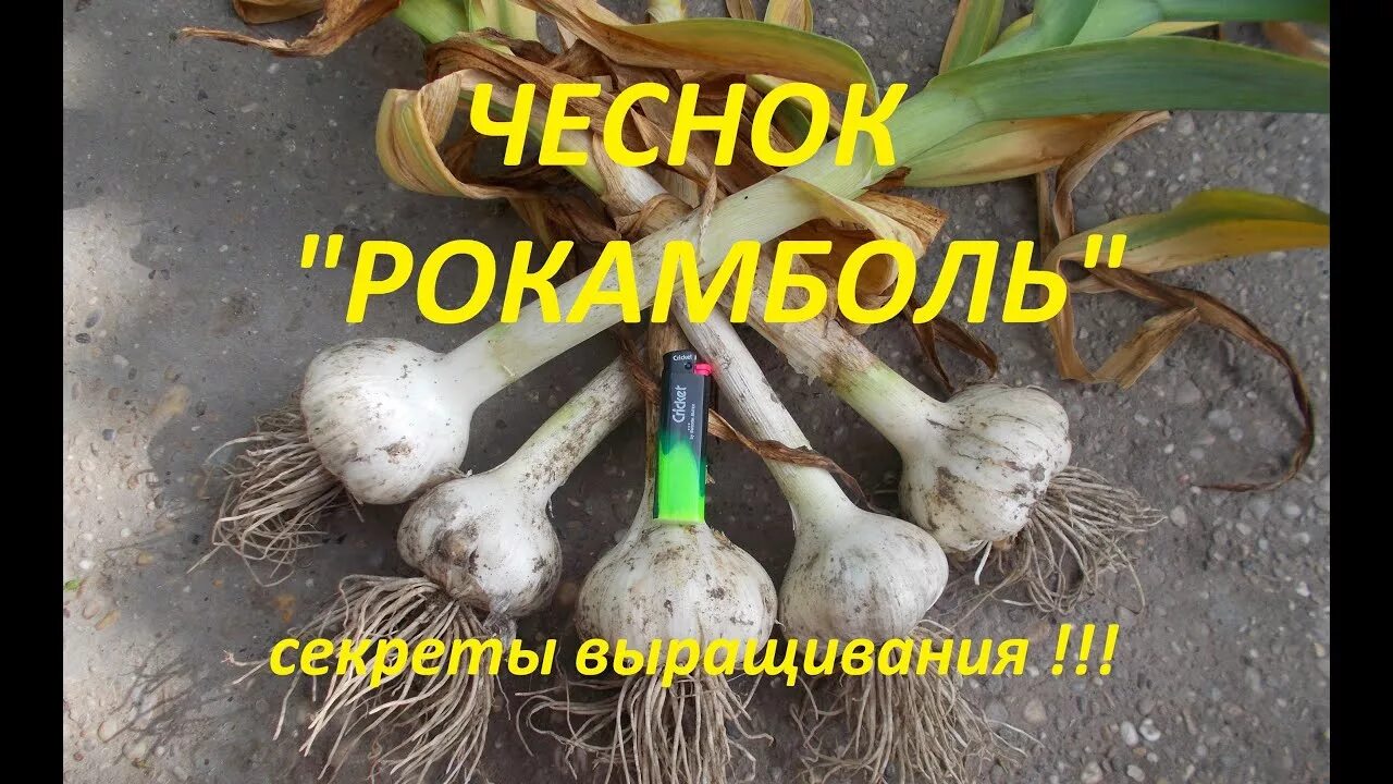 Карамболь чеснок фото и описание Чеснок "Рокамболь" (Египетский лук). Сбор урожая,и особенности выращивания данно