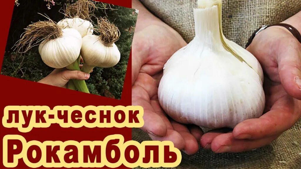 Карамболь чеснок фото и описание Поступление Рокамболя! Дачная Коллекция