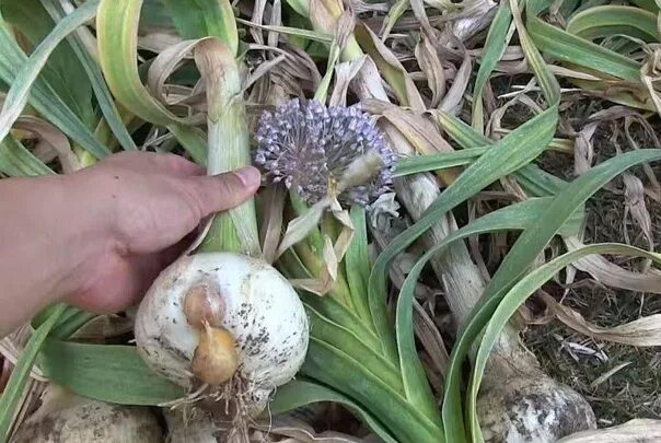 Карамболь чеснок фото и описание Good harvest of garlic and wood ash. By mid-June, the garlic will form heads. In