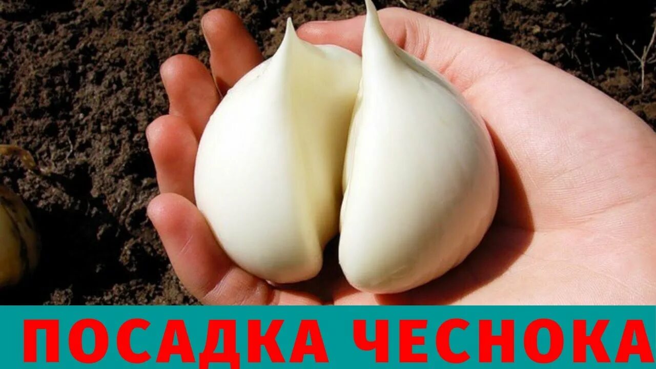 Карамболь чеснок купить фото Как подготовить чеснок к посадке ( сорт РОКАМБОЛЬ) - YouTube