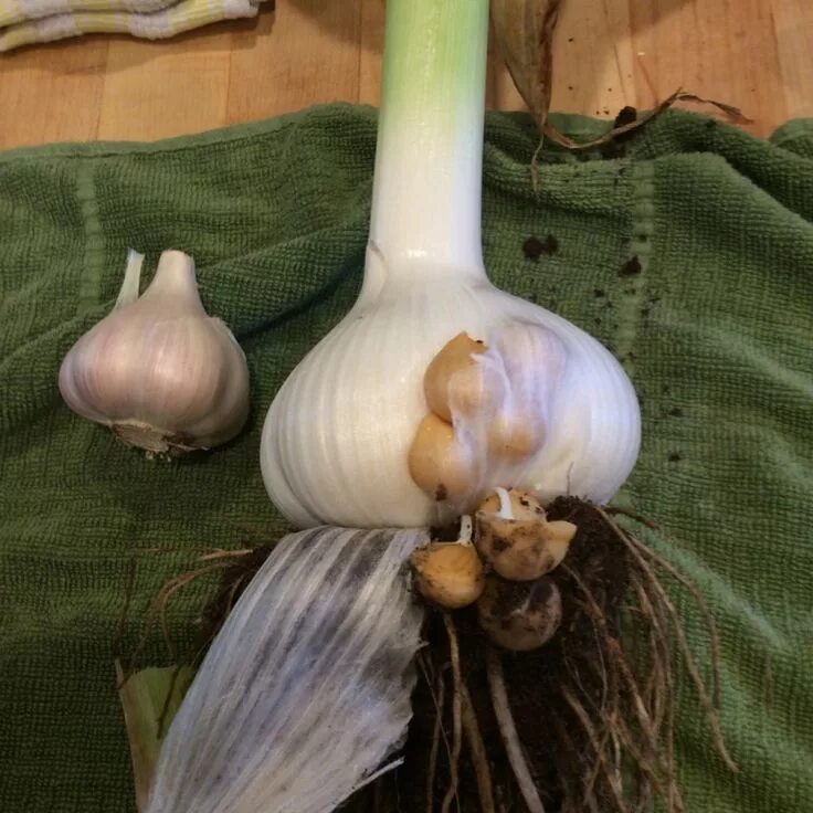 Карамболь чеснок купить фото Elephant Garlic - Brisbane Local Food Чеснок, Растения, Лук