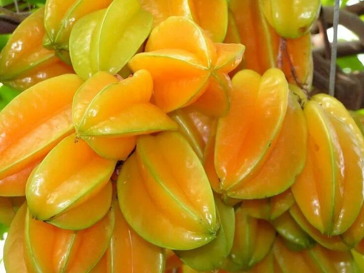Карамбола фрукт фото Carambola Exotic fruit, Fresh fruits and vegetables, Fruit photography
