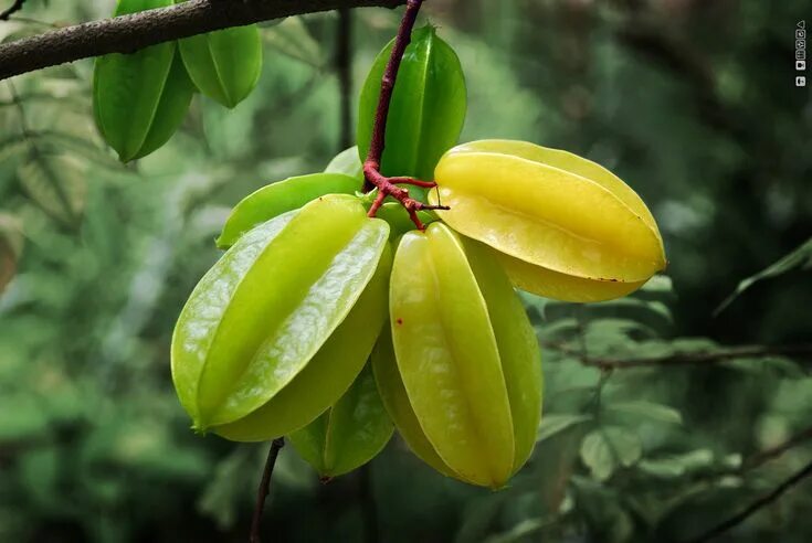 Карамбола фрукт фото Jus de caramboles : une boisson rafraîchissante Recipe Exotic fruit, Fruit plant