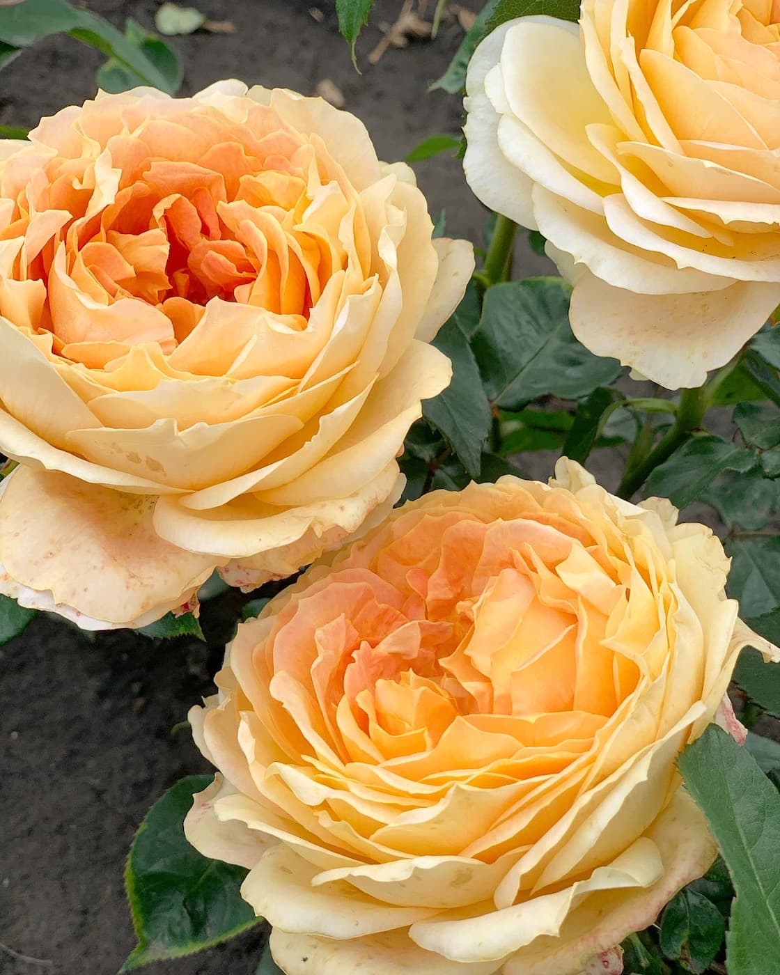 Карамель антик роза фото Роза Карамель Антик (Caramel Antike) Питомник ROSESMOL, Московская область. Купи