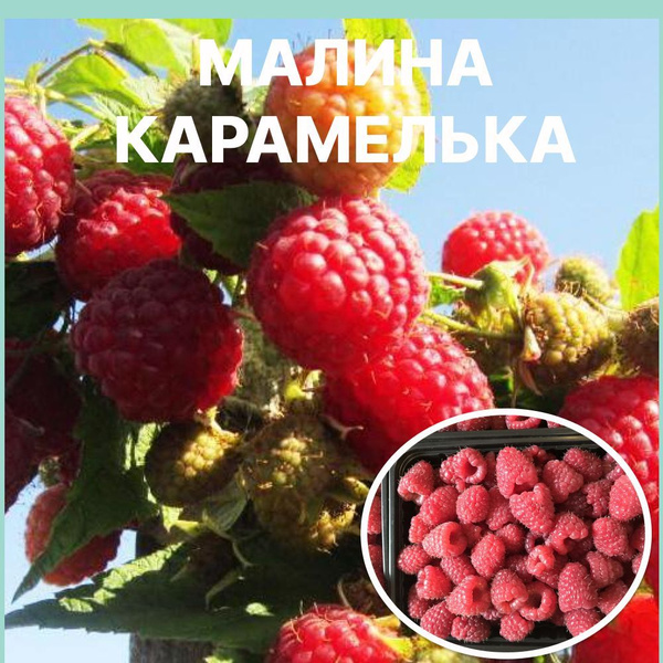 Карамелька описание сорта фото отзывы Малина Карамелька ремонтантная/ 5 Корней/Посадочный материал - купить с доставко