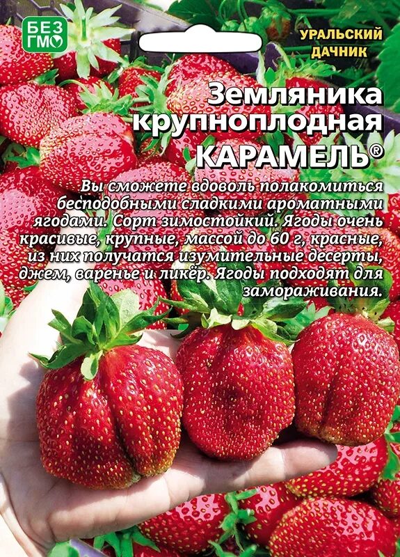 Карамелька описание сорта фото отзывы Земляника Карамель крупнопл.