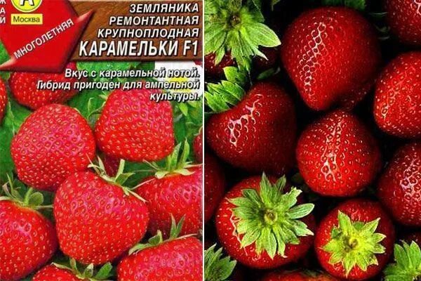Карамелька описание сорта фото отзывы Рассада клубника Карамельки. 17 саженцев - купить по выгодным ценам в интернет-м