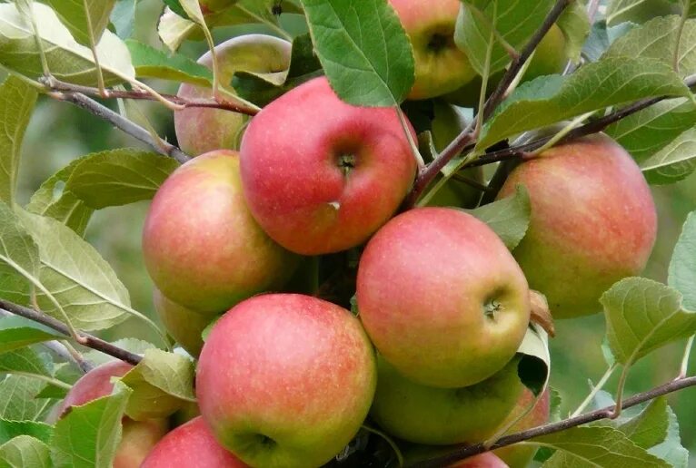 Карамелька яблоня описание фото отзывы садоводов Le pommier - Transfert de Technologie en Agriculture Maroc
