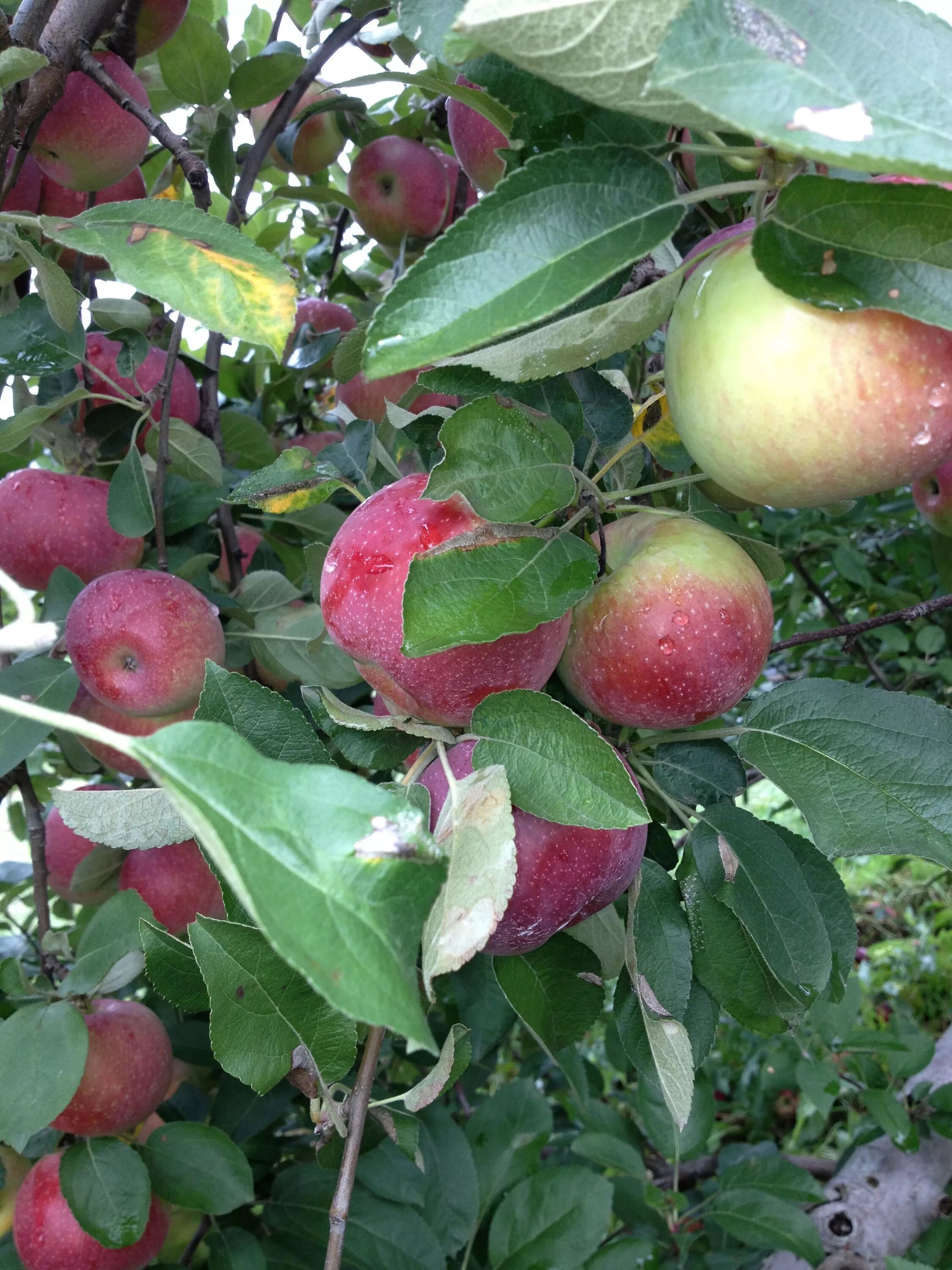 Карамельная яблоня сорт фото apple picking Apple picking, Apple, Fruit