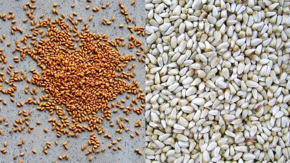 Карантинные семена фото Лаборатория Россельхознадзора в подкарантинной продукции выявила семена сорняка 