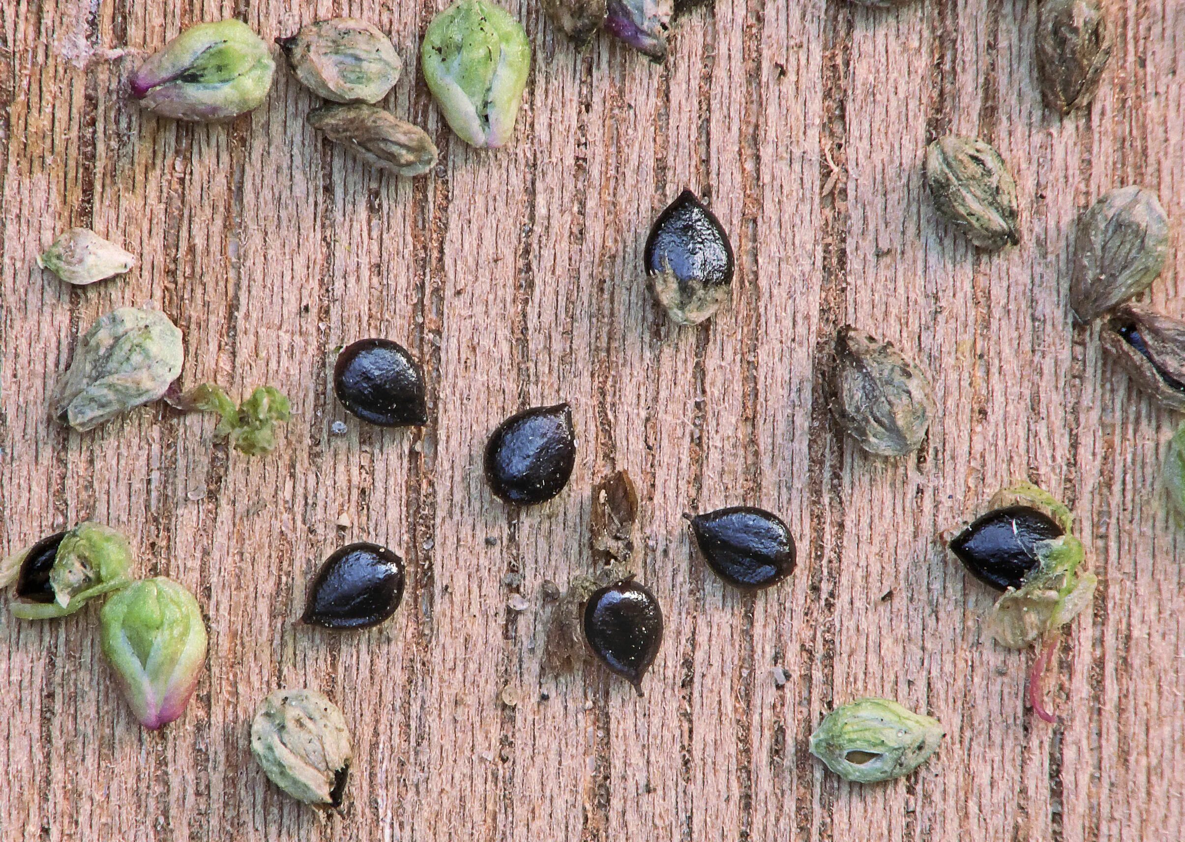 Карантинные семена фото File:Persicaria maculosa seeds, Perzikkruid zaden.jpg - Wikimedia Commons