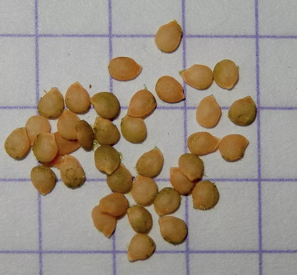 Карантинные семена фото Solanum nigrum ssp. schultesii - Image of an specimen - Plantarium