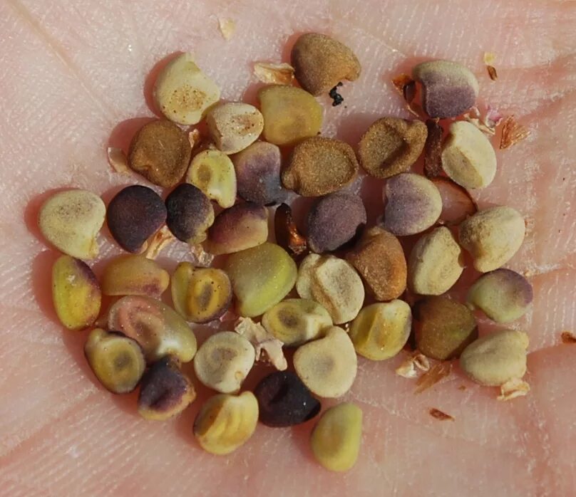 Карантинные семена фото Cuscuta lehmanniana - Image of an specimen - Plantarium