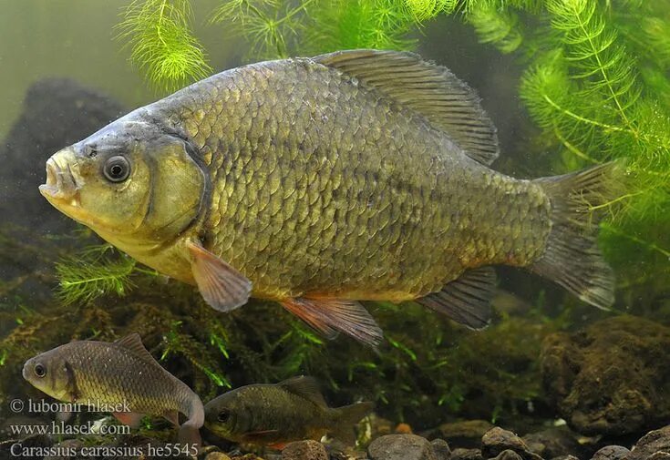 Карась фото рыба Karaś pospolity Carassius carassius