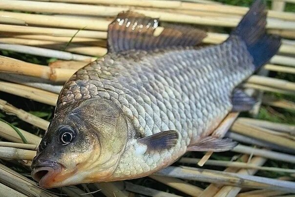 Карась фото рыба Catching carp in early autumn ✅ Caras is a fish that is found in almost all wate