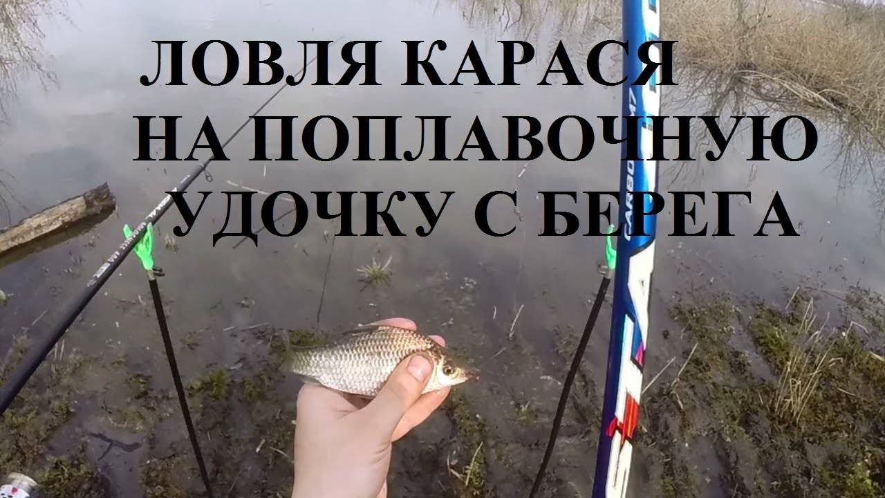 Карась осенью на удочку на что ловить Удочка гнулась в дугу, а на крючке сидел красавчик... - YouTube
