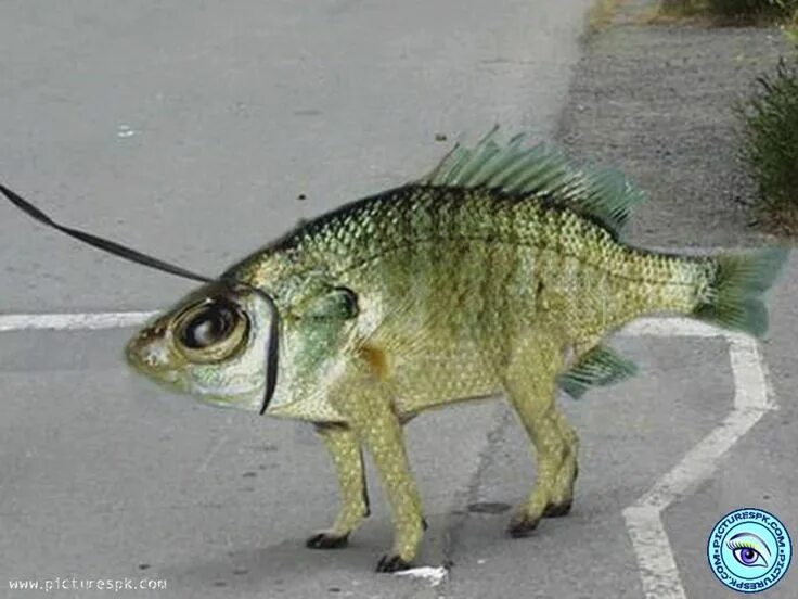 Карась смешные фото Poisson à quatre pattes Pet fish, Fish pet, Fish