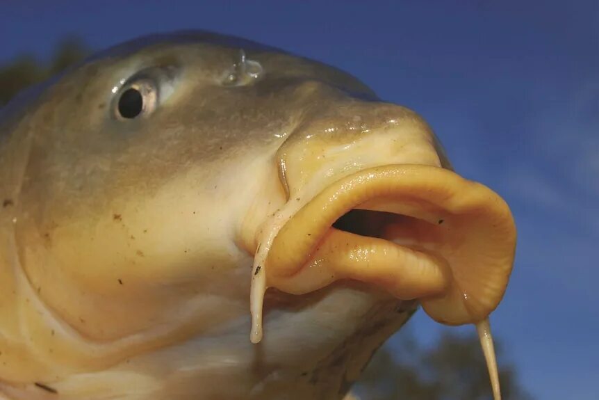 Карась смешные фото Herpes virus to be used in fight against carp in Murray River, Christopher Pyne 