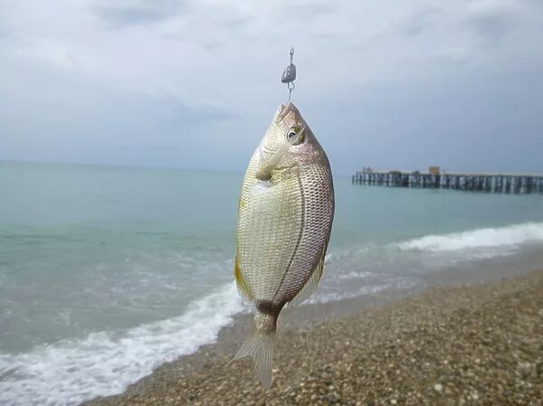 Карась в черном море фото На что ловить ласкиря? - Охотники.ру