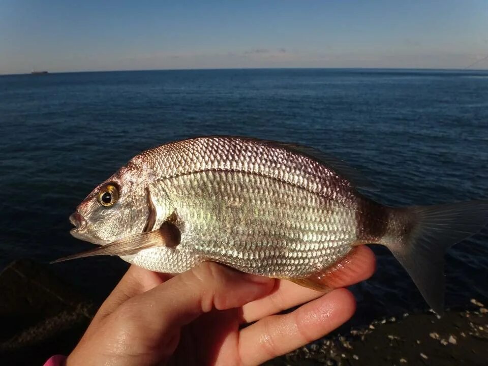 Карась в черном море фото Морской карась-ласкирь фото и описание - Каталог рыб, смотреть онлайн