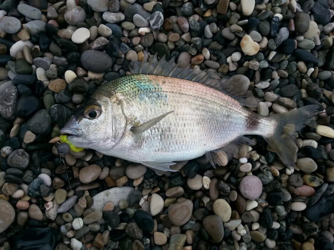Карась в черном море фото КАРАСЬ МОРСКОЙ, А ПОВАДКИ ТЕ ЖЕ. ИЗ КРЫМА О РАЗНОМ... Дзен