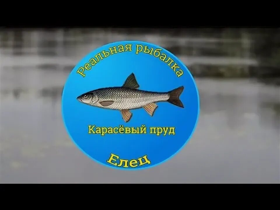 Карасевый пруд на что ловить елец Как поймать Елеца на Карасёвом пруду! NEW Реальная Рыбалка - YouTube