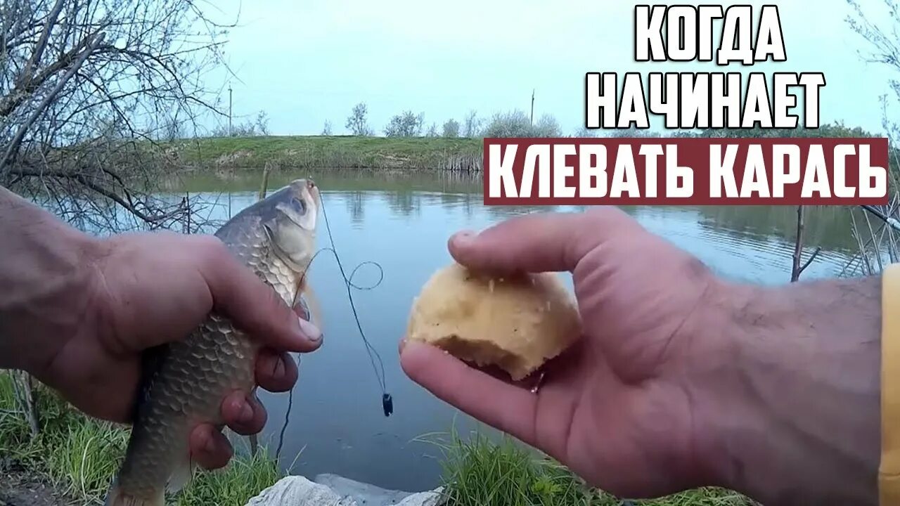 Карасевый пруд на что ловить карася Когда начинается клёв карася весной? Советы ловли карася весной - смотреть видео