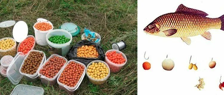 Карасевый пруд на что ловить карася Лучшие приманки и наживки на сазана